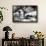 Awesome South Africa Collection B&W - African Penguins-Philippe Hugonnard-Framed Photographic Print displayed on a wall