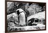 Awesome South Africa Collection B&W - African Penguins-Philippe Hugonnard-Framed Photographic Print