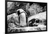 Awesome South Africa Collection B&W - African Penguins-Philippe Hugonnard-Framed Photographic Print