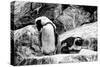 Awesome South Africa Collection B&W - African Penguins-Philippe Hugonnard-Stretched Canvas