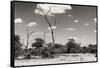 Awesome South Africa Collection B&W - African Savannah Landscape II-Philippe Hugonnard-Framed Stretched Canvas