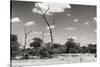 Awesome South Africa Collection B&W - African Savannah Landscape II-Philippe Hugonnard-Stretched Canvas