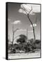 Awesome South Africa Collection B&W - African Savannah Landscape IV-Philippe Hugonnard-Framed Stretched Canvas