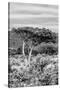 Awesome South Africa Collection B&W - African Savannah Landscape VI-Philippe Hugonnard-Stretched Canvas