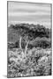 Awesome South Africa Collection B&W - African Savannah Landscape VI-Philippe Hugonnard-Mounted Photographic Print