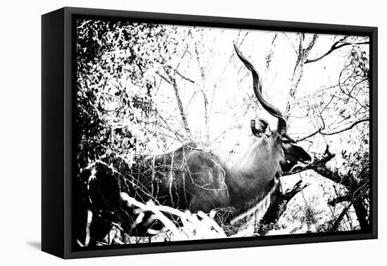 Awesome South Africa Collection B&W - Black Faced Impala-Philippe Hugonnard-Framed Stretched Canvas