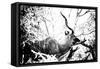 Awesome South Africa Collection B&W - Black Faced Impala-Philippe Hugonnard-Framed Stretched Canvas
