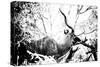 Awesome South Africa Collection B&W - Black Faced Impala-Philippe Hugonnard-Stretched Canvas