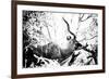 Awesome South Africa Collection B&W - Black Faced Impala-Philippe Hugonnard-Framed Photographic Print