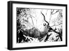 Awesome South Africa Collection B&W - Black Faced Impala-Philippe Hugonnard-Framed Photographic Print