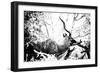 Awesome South Africa Collection B&W - Black Faced Impala-Philippe Hugonnard-Framed Photographic Print