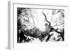 Awesome South Africa Collection B&W - Black Faced Impala-Philippe Hugonnard-Framed Photographic Print