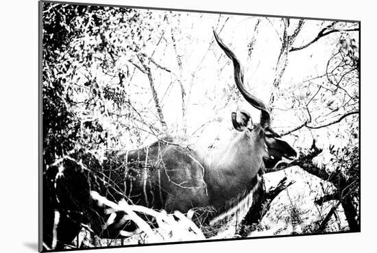 Awesome South Africa Collection B&W - Black Faced Impala-Philippe Hugonnard-Mounted Photographic Print