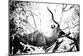 Awesome South Africa Collection B&W - Black Faced Impala-Philippe Hugonnard-Mounted Photographic Print