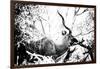 Awesome South Africa Collection B&W - Black Faced Impala-Philippe Hugonnard-Framed Photographic Print