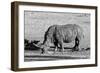 Awesome South Africa Collection B&W - Black Rhinoceros II-Philippe Hugonnard-Framed Photographic Print