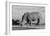 Awesome South Africa Collection B&W - Black Rhinoceros II-Philippe Hugonnard-Framed Photographic Print