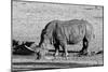 Awesome South Africa Collection B&W - Black Rhinoceros II-Philippe Hugonnard-Mounted Photographic Print