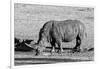 Awesome South Africa Collection B&W - Black Rhinoceros II-Philippe Hugonnard-Framed Photographic Print