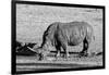 Awesome South Africa Collection B&W - Black Rhinoceros II-Philippe Hugonnard-Framed Photographic Print