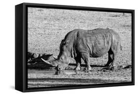 Awesome South Africa Collection B&W - Black Rhinoceros II-Philippe Hugonnard-Framed Stretched Canvas