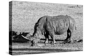 Awesome South Africa Collection B&W - Black Rhinoceros II-Philippe Hugonnard-Stretched Canvas