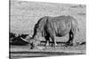 Awesome South Africa Collection B&W - Black Rhinoceros II-Philippe Hugonnard-Stretched Canvas