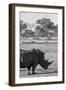 Awesome South Africa Collection B&W - Black Rhinoceros with Oxpecker II-Philippe Hugonnard-Framed Photographic Print