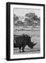 Awesome South Africa Collection B&W - Black Rhinoceros with Oxpecker II-Philippe Hugonnard-Framed Photographic Print