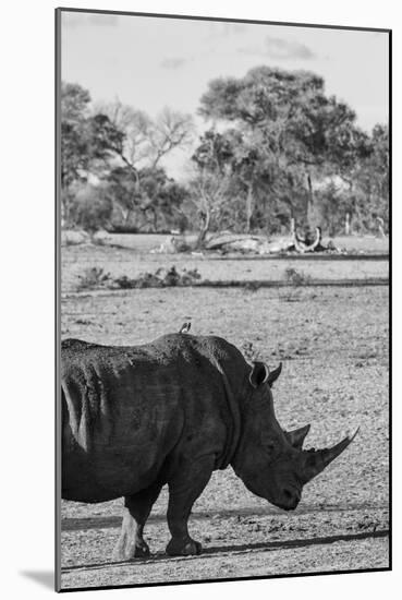 Awesome South Africa Collection B&W - Black Rhinoceros with Oxpecker II-Philippe Hugonnard-Mounted Photographic Print