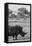 Awesome South Africa Collection B&W - Black Rhinoceros with Oxpecker II-Philippe Hugonnard-Framed Stretched Canvas