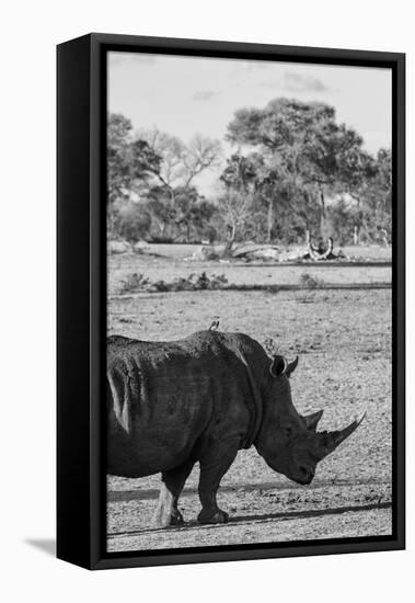 Awesome South Africa Collection B&W - Black Rhinoceros with Oxpecker II-Philippe Hugonnard-Framed Stretched Canvas