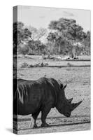 Awesome South Africa Collection B&W - Black Rhinoceros with Oxpecker II-Philippe Hugonnard-Stretched Canvas