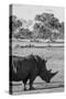 Awesome South Africa Collection B&W - Black Rhinoceros with Oxpecker II-Philippe Hugonnard-Stretched Canvas