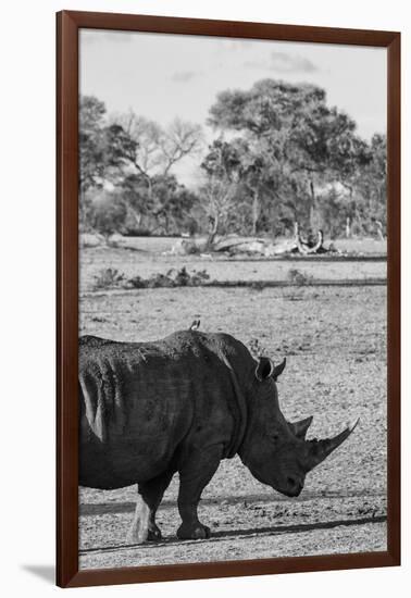 Awesome South Africa Collection B&W - Black Rhinoceros with Oxpecker II-Philippe Hugonnard-Framed Photographic Print