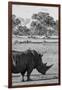 Awesome South Africa Collection B&W - Black Rhinoceros with Oxpecker II-Philippe Hugonnard-Framed Photographic Print