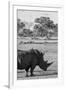 Awesome South Africa Collection B&W - Black Rhinoceros with Oxpecker II-Philippe Hugonnard-Framed Premium Photographic Print