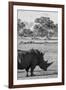 Awesome South Africa Collection B&W - Black Rhinoceros with Oxpecker II-Philippe Hugonnard-Framed Premium Photographic Print