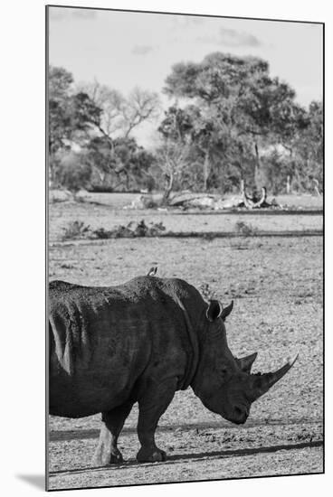 Awesome South Africa Collection B&W - Black Rhinoceros with Oxpecker II-Philippe Hugonnard-Mounted Premium Photographic Print