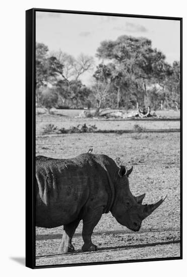 Awesome South Africa Collection B&W - Black Rhinoceros with Oxpecker II-Philippe Hugonnard-Framed Stretched Canvas