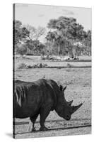 Awesome South Africa Collection B&W - Black Rhinoceros with Oxpecker II-Philippe Hugonnard-Stretched Canvas