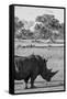 Awesome South Africa Collection B&W - Black Rhinoceros with Oxpecker II-Philippe Hugonnard-Framed Stretched Canvas