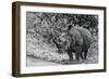 Awesome South Africa Collection B&W - Black Rhinoceros with Oxpecker III-Philippe Hugonnard-Framed Photographic Print