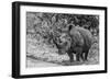 Awesome South Africa Collection B&W - Black Rhinoceros with Oxpecker III-Philippe Hugonnard-Framed Photographic Print