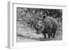 Awesome South Africa Collection B&W - Black Rhinoceros with Oxpecker III-Philippe Hugonnard-Framed Photographic Print