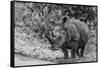 Awesome South Africa Collection B&W - Black Rhinoceros with Oxpecker III-Philippe Hugonnard-Framed Stretched Canvas