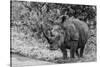 Awesome South Africa Collection B&W - Black Rhinoceros with Oxpecker III-Philippe Hugonnard-Stretched Canvas