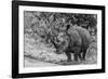 Awesome South Africa Collection B&W - Black Rhinoceros with Oxpecker III-Philippe Hugonnard-Framed Photographic Print