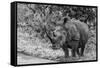 Awesome South Africa Collection B&W - Black Rhinoceros with Oxpecker III-Philippe Hugonnard-Framed Stretched Canvas