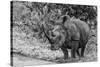 Awesome South Africa Collection B&W - Black Rhinoceros with Oxpecker III-Philippe Hugonnard-Stretched Canvas